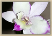 Orchid -© B Hull