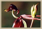 Flying Duck Orchid - Caleana major - © B Hull