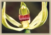 Caladenia dilatata - © B Hull