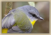 Eastern Yellow Robin - Eopsaltria australis - © B Hull