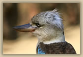 Blue Winged Kookaburra - Dacelo leachii - © B Hull