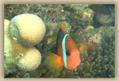 Clownfish 3