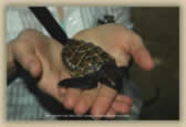 Baby Hawksbill Turtle
