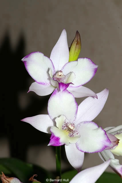 Orchids